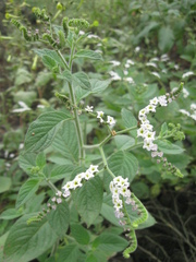 Heliotropium rufipilum