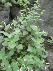 Heliotropium rufipilum