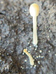 Mycena acicula