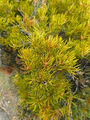 Orites acicularis