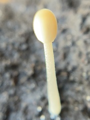 Mycena acicula