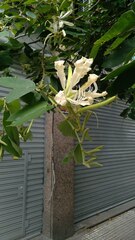 Bauhinia forficata