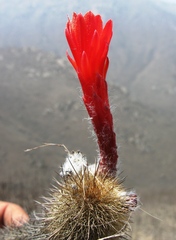 Loxanthocereus acanthurus