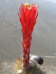 Loxanthocereus acanthurus