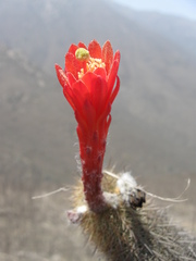 Loxanthocereus acanthurus