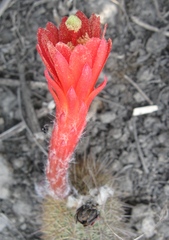 Loxanthocereus acanthurus