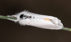 Trichiocercus mesomelas