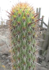 Haageocereus acranthus