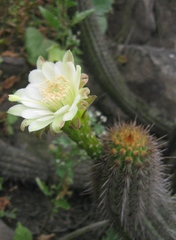 Haageocereus acranthus