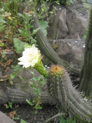 Haageocereus acranthus