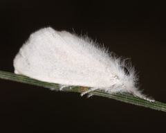 Trichiocercus mesomelas