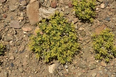 Azorella prolifera
