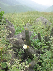 Haageocereus acranthus