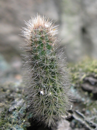 Corryocactus apiciflorus, photograph 5