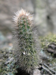 Corryocactus apiciflorus