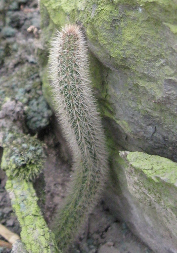 Corryocactus apiciflorus, photograph 6