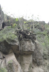 Corryocactus apiciflorus