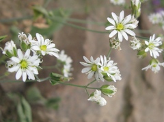 Drymaria paposana