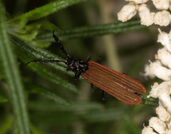Pseudolycus rufipennis
