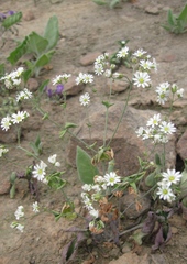 Drymaria paposana