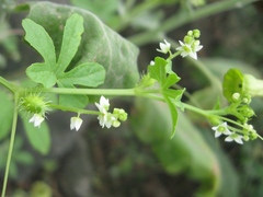 Cyclanthera mathewsii