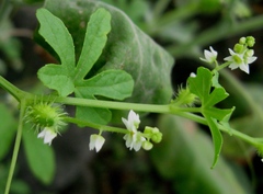 Cyclanthera mathewsii