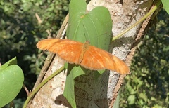 Dryas iulia moderata