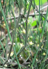 Ephedra americana