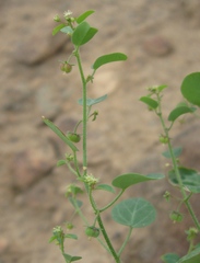 Andrachne microphylla