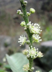 Croton ruizianus
