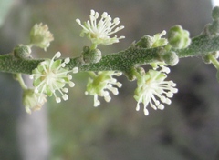Croton ruizianus
