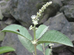 Croton ruizianus