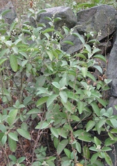 Croton ruizianus