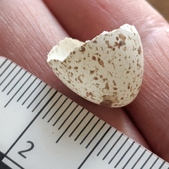 Malurus cyaneus