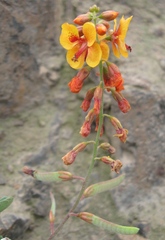 Hoffmannseggia prostrata