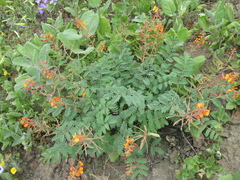 Hoffmannseggia prostrata