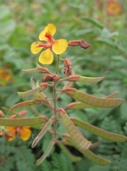 Hoffmannseggia prostrata