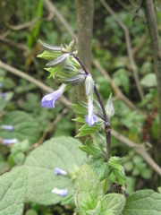 Salvia paposana