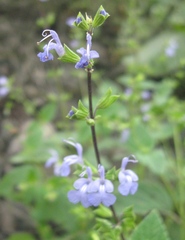 Salvia paposana