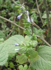 Salvia paposana