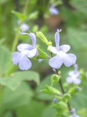 Salvia paposana