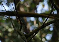 Cyornis tickelliae