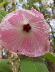Hibiscus splendens