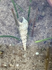 Thiaridae