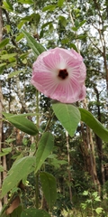 Hibiscus splendens