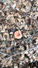 Lactarius xanthogalactus