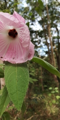 Hibiscus splendens