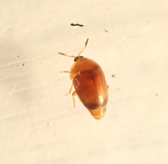Sericoderus