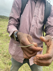 Thamnosophis lateralis