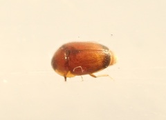 Sericoderus